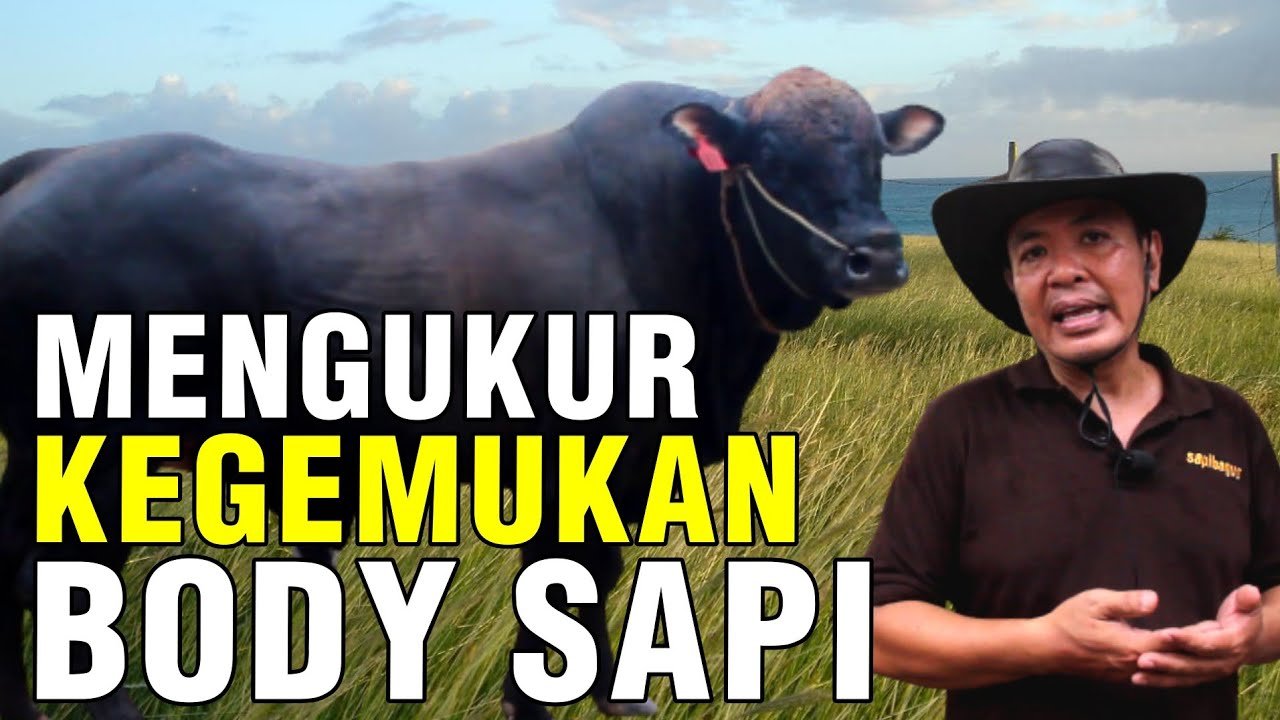 Cara Mengukur Kegemukan Bobot Tubuh Sapi Dengan Body Score Condition (BSC).jpg